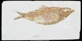 Knightia Alta Fossil Fish #29051-1